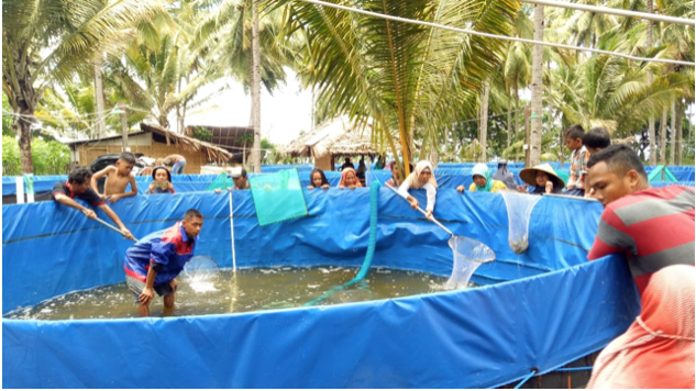 Panen CPVe Lombok Timur