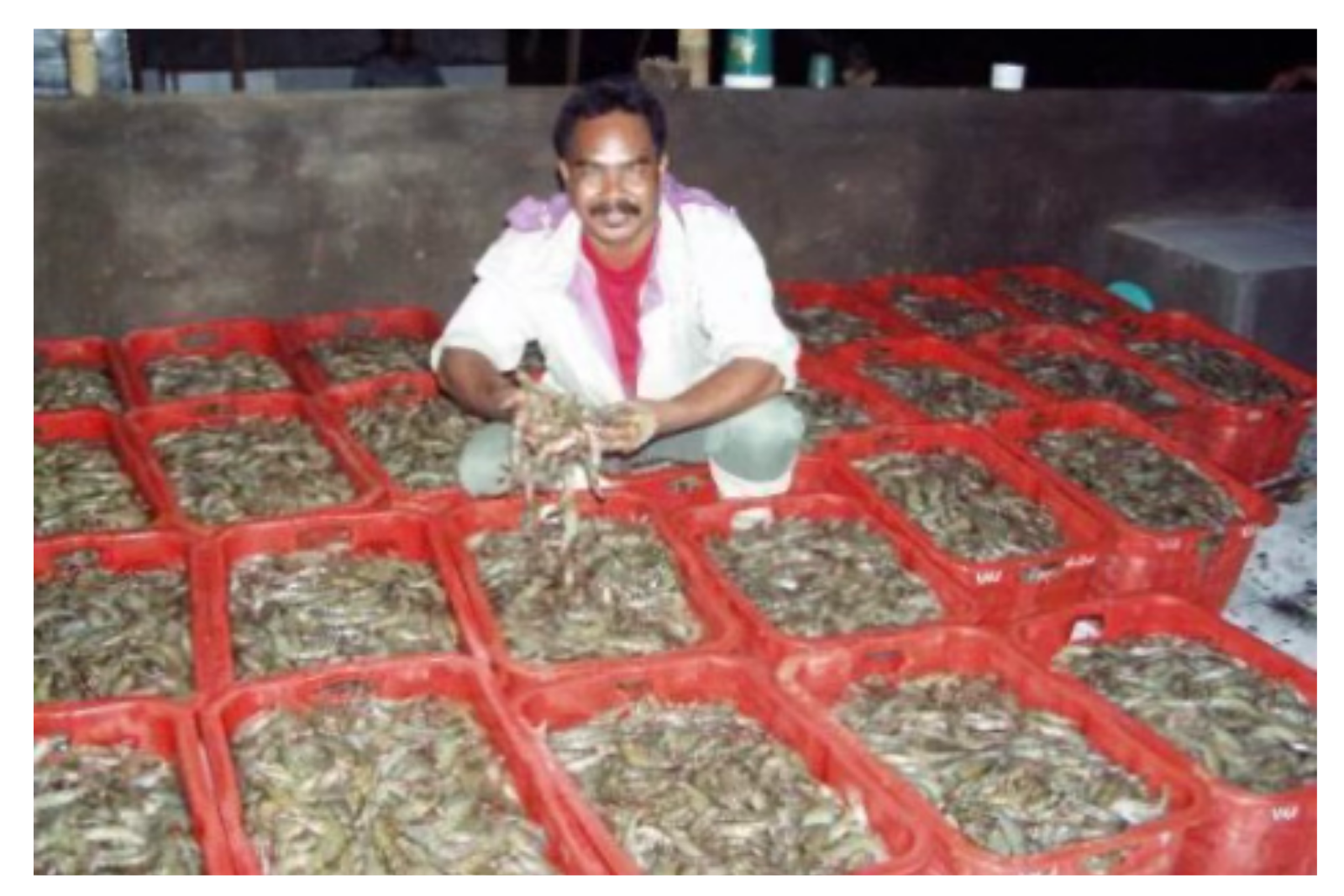Panen Udang