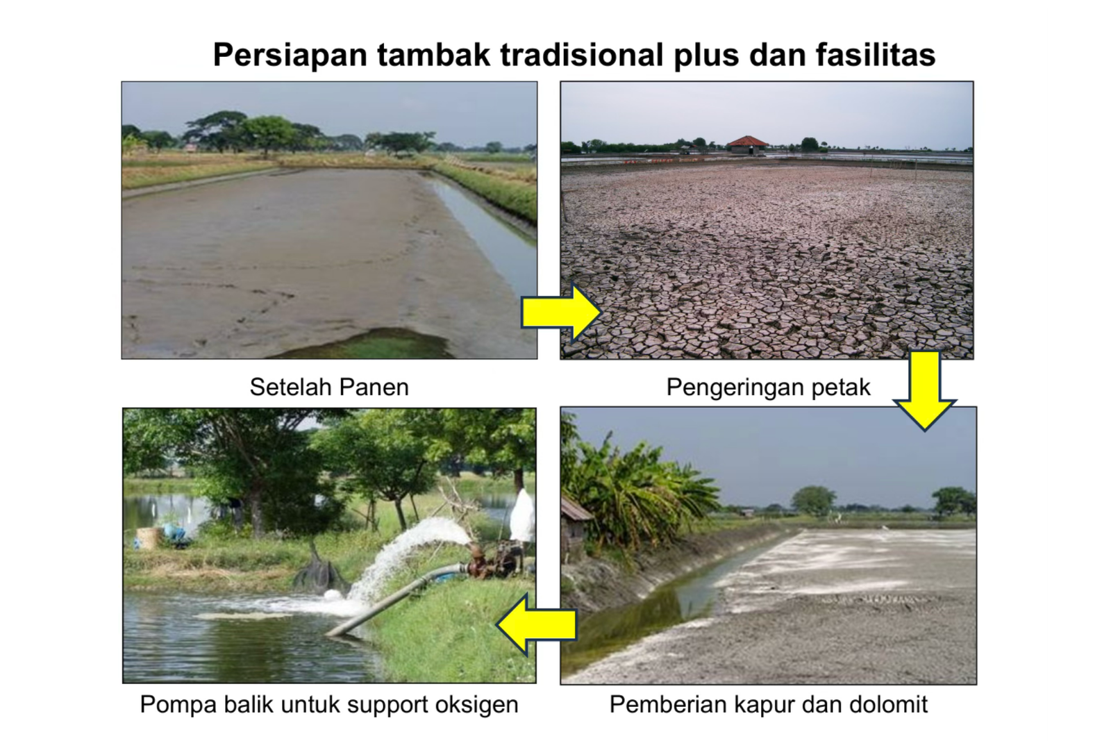 Persiapan Tambak Tradisional Plus