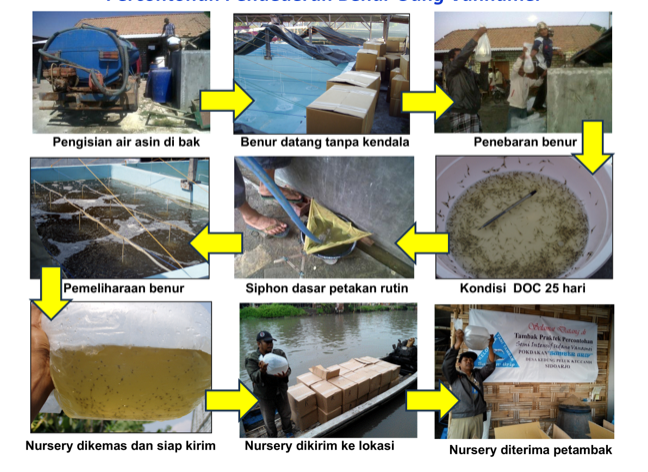 Percontohan Pendederan Benur Udang Vannamei
