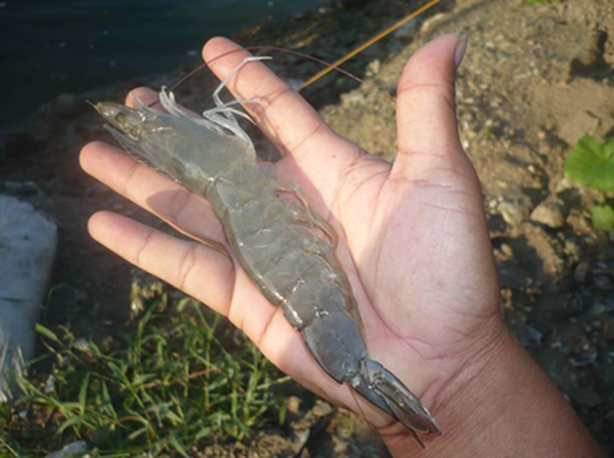 Udang Vannamei